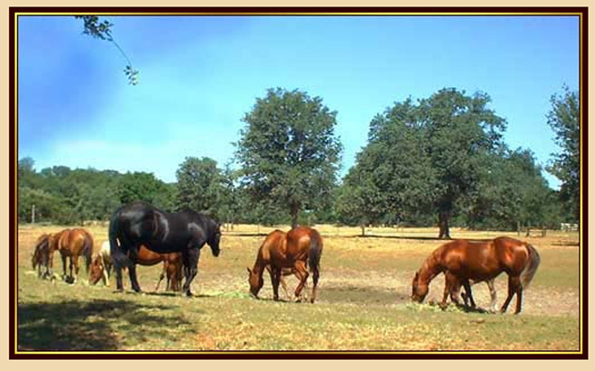 Quarter Horse Breeding